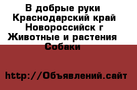 В добрые руки - Краснодарский край, Новороссийск г. Животные и растения » Собаки   